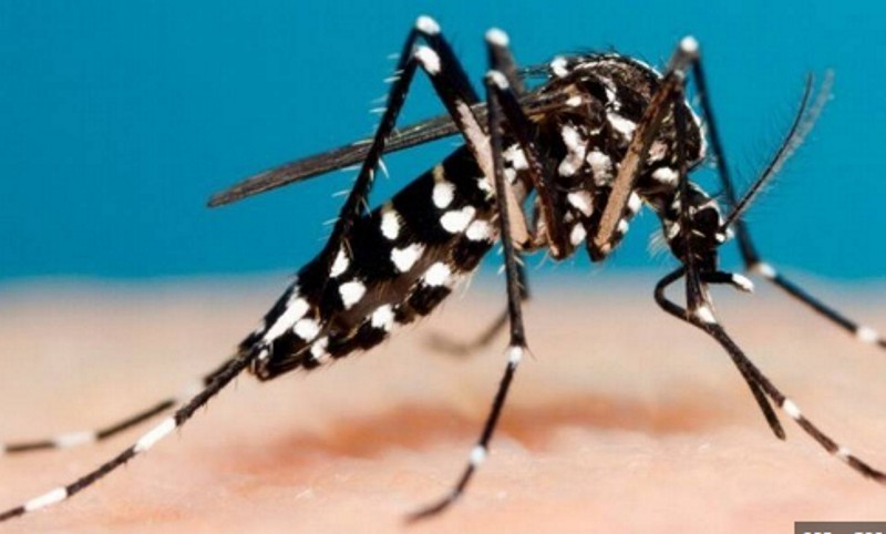 Dengue en Chaco: en la última semana se registraron 4 casos positivos Dengue en Chaco: en la última semana se registraron 4 casos positivos