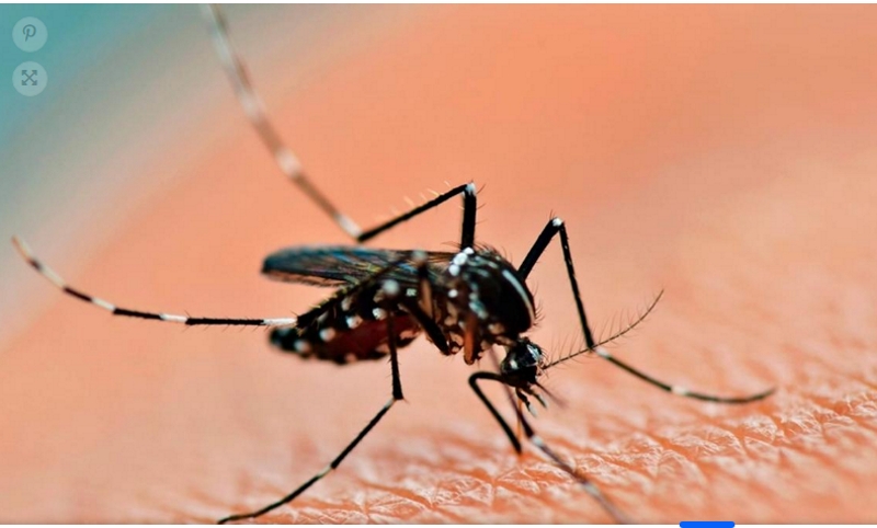 En Argentina registran más de 15.000 casos semanales de dengue y podría superarse el récord del año pasado En Argentina registran más de 15.000 casos semanales de dengue y podría superarse el récord del año pasado