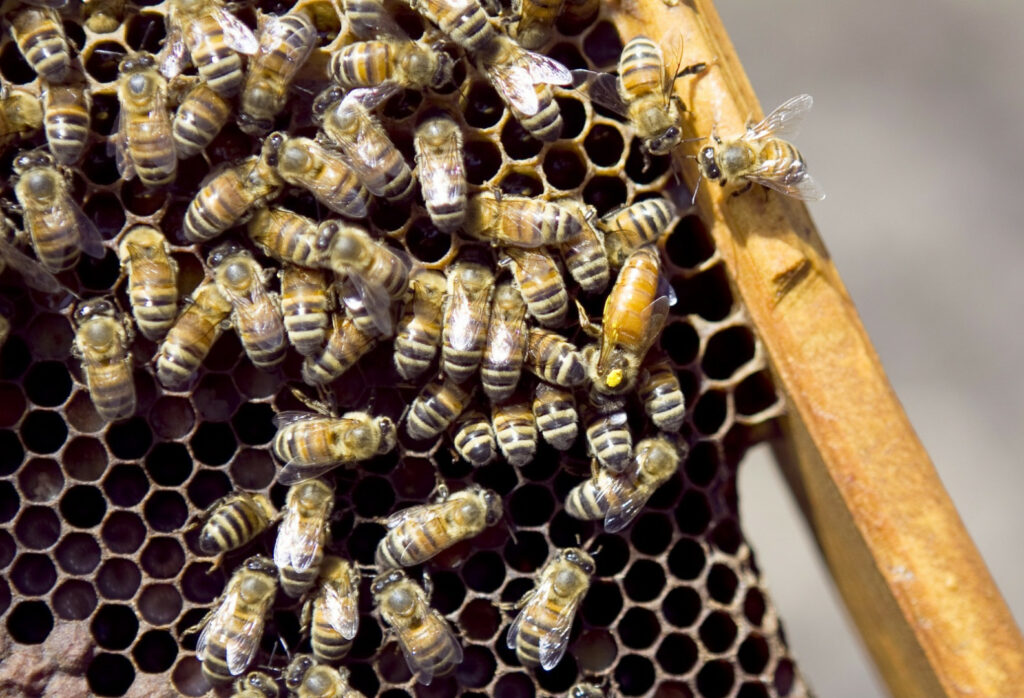 Medidas sanitarias para prevenir el ingreso del pequeño escarabajo de las colmenas