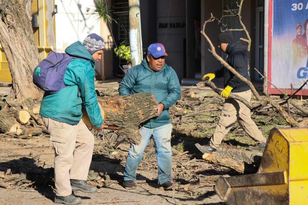 El municipio extrajo un árbol añoso y de gran tamaño ubicado en el centro de la ciudad