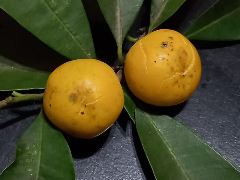 Hallan el mecanismo reproductivo de un árbol nativo con potencial gastronómico Hallan el mecanismo reproductivo de un árbol nativo con potencial gastronómico