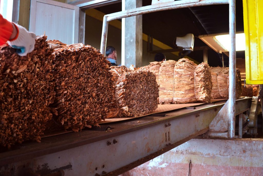 Misiones logró cosecha récord de tabaco, triplicó su acopio, y desplazó a Jujuy y Salta