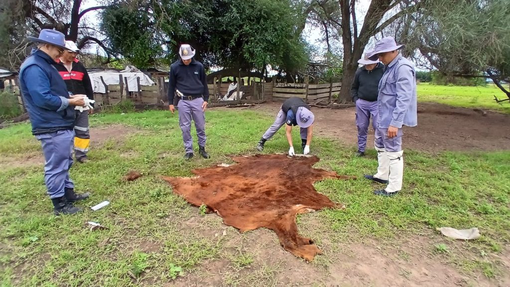 Golpe a la delincuencia rural en el interior chaqueño: secuestran vehículos, ganado robado y mercadería ilegal