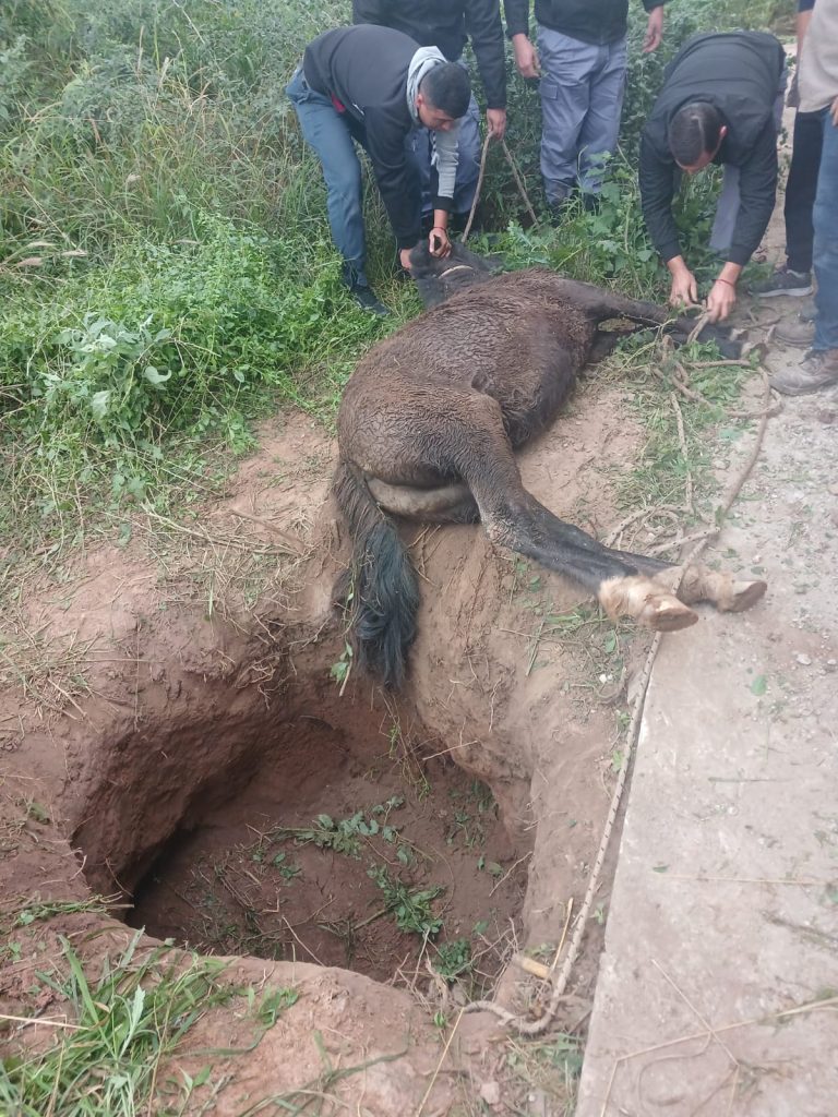 Rescatan potrillo que había caído en un pozo en Castelli