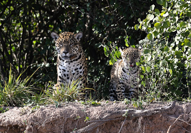 “Más animales en el Parque, también significa más turismo y generar más ingresos para los vecinos” “Más animales en el Parque, también significa más turismo y generar más ingresos para los vecinos”