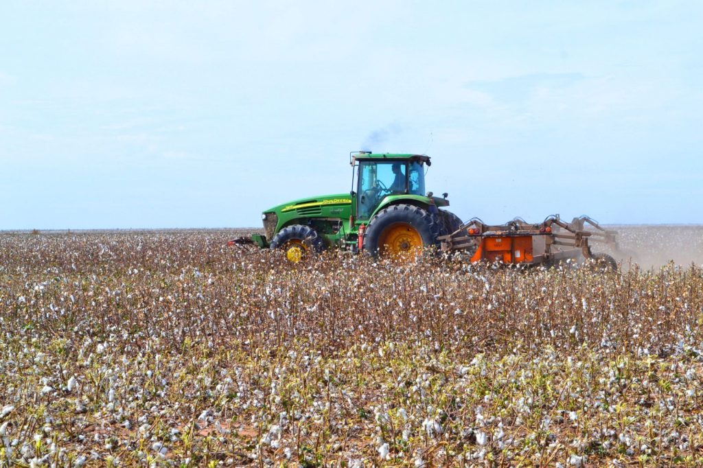 Productores algodoneros deben inscribirse en el SIPACH, antes del 10 de septiembre