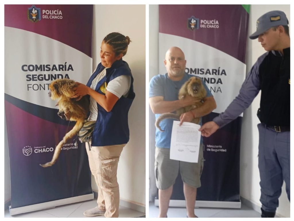 Intervención policial para resguardar a un mono aullador en Fontana