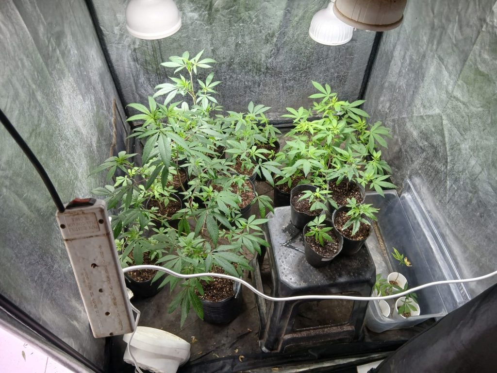 En Du Graty, secuestran más de 60 plantas y casi un kilo de marihuana