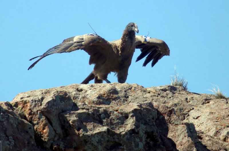 Liberaron con éxito a tres pichones de cóndor andino y ya son 69 los devueltos a la naturaleza Liberaron con éxito a tres pichones de cóndor andino y ya son 69 los devueltos a la naturaleza