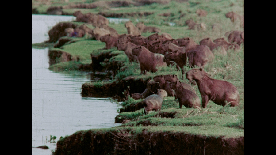 Muestra de cine en fílmico y cinta magnética “Beija Flor” Muestra de cine en fílmico y cinta magnética “Beija Flor”