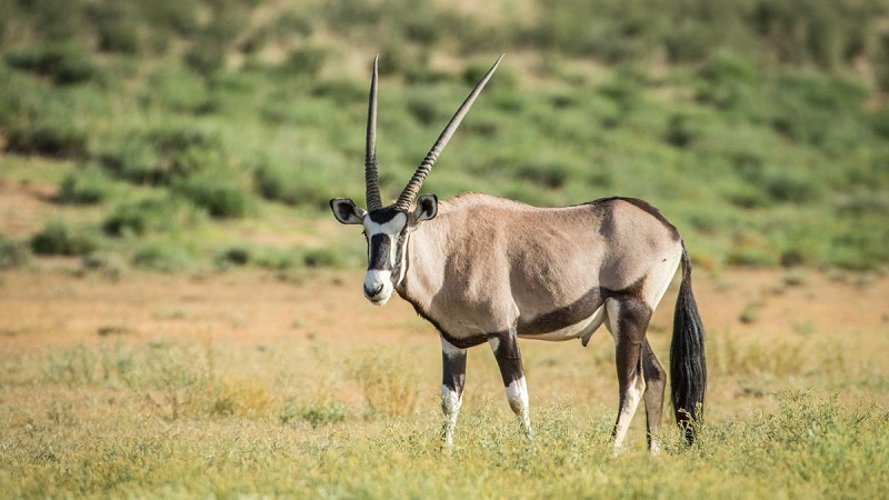 La COP28 presentó la nueva lista de especies amenazadas La COP28 presentó la nueva lista de especies amenazadas