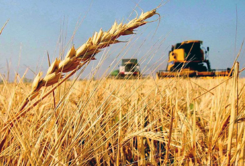 Argentina busca abrir su camino en el mercado chino de trigo tras décadas de ausencia