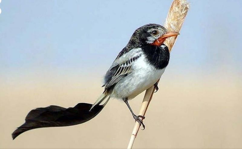 Aves