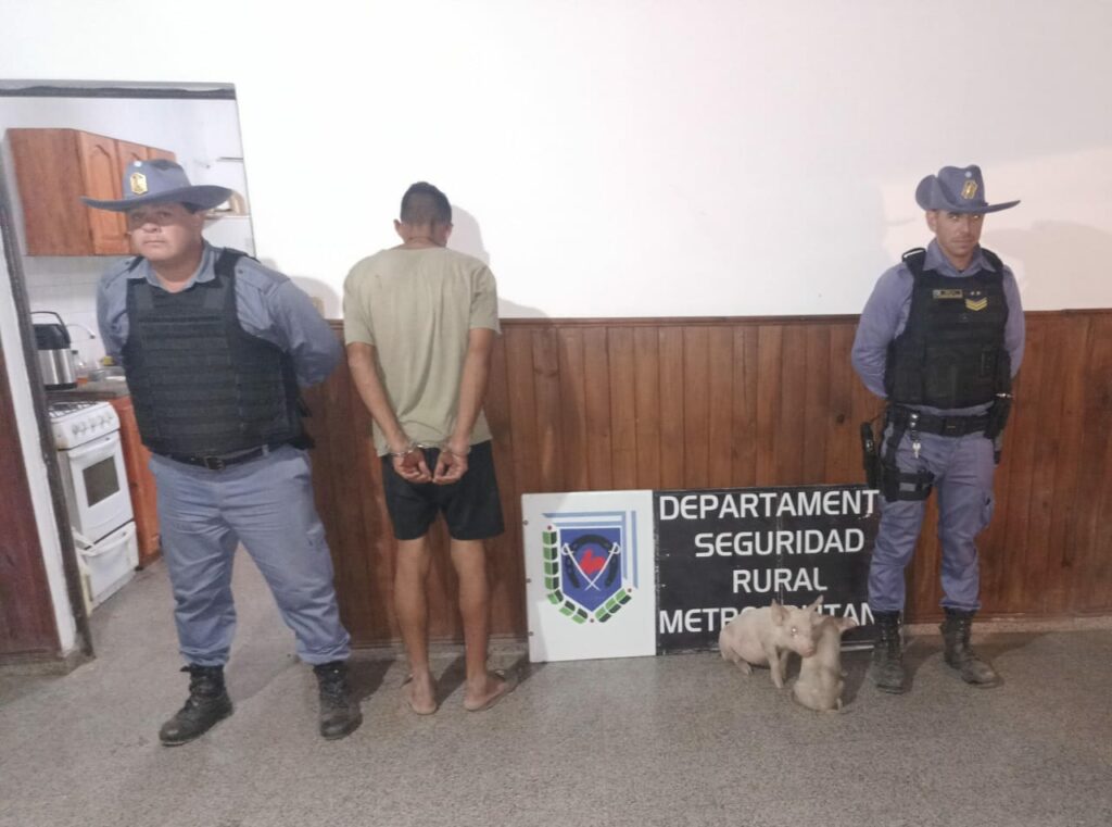 Robó dos lechones en su primer día de trabajo Robó dos lechones en su primer día de trabajo