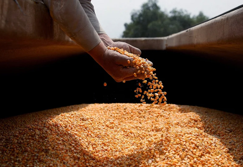 Mala noticia en el agro: por una plaga, la cosecha de maíz será inferior a la prevista Mala noticia en el agro: por una plaga, la cosecha de maíz será inferior a la prevista