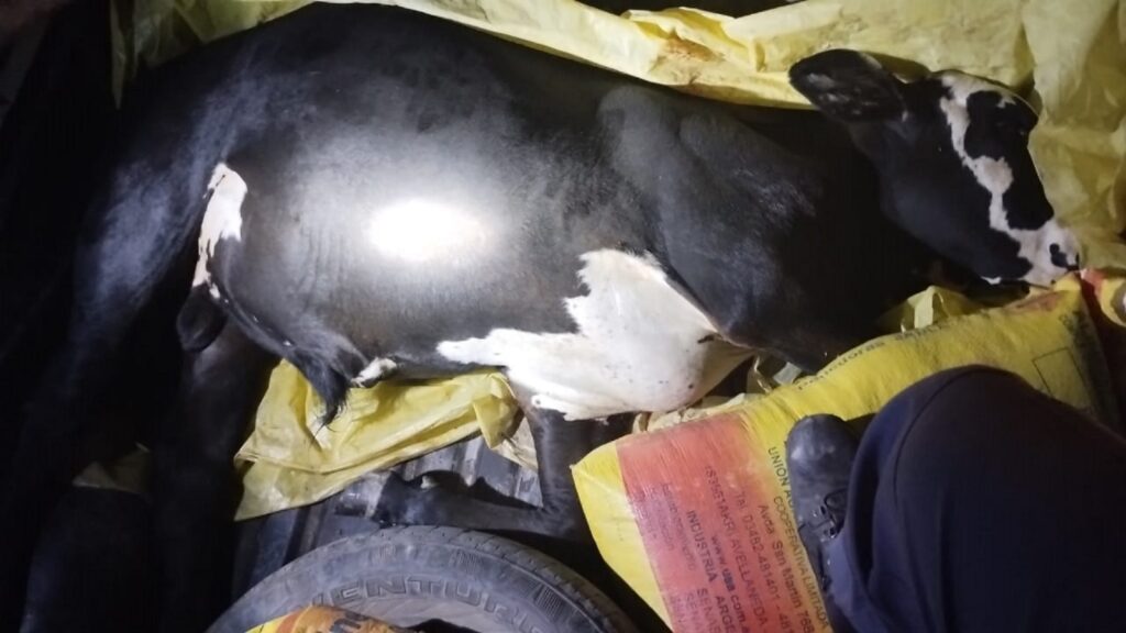 Fueron detenidos tras evadir un control policial: llevaban una vaca faenada