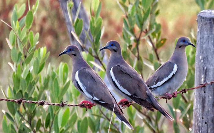 Grave situación en el campo: el ataque de palomas a cultivos recrudece en el Chaco Grave situación en el campo: el ataque de palomas a cultivos recrudece en el Chaco