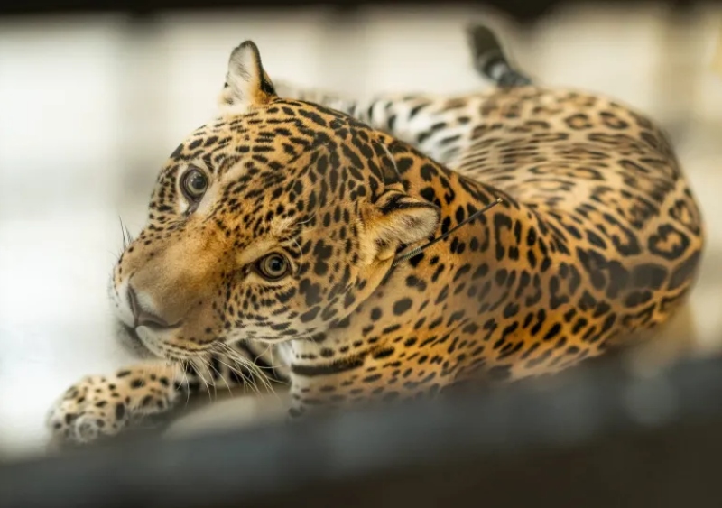 Caratai, un nuevo macho de yaguareté llega al Iberá Caratai, un nuevo macho de yaguareté llega al Iberá