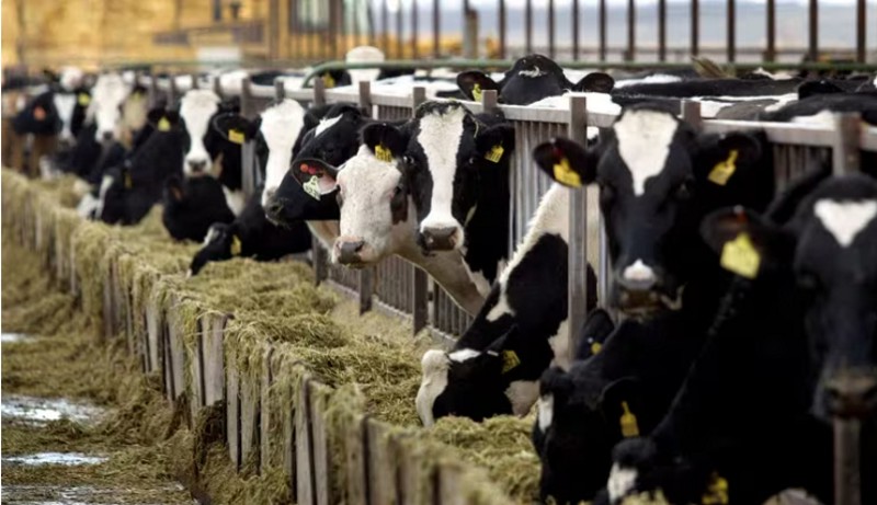 La gripe aviar ya se propaga entre mamíferos: se detectó contagio entre vacas, gatos y en un mapache La gripe aviar ya se propaga entre mamíferos: se detectó contagio entre vacas, gatos y en un mapache