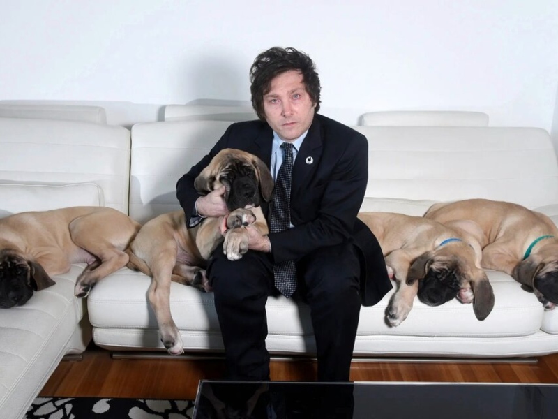 Para el Procurador del Tesoro, los perros del Presidente no son un tema de interés público Para el Procurador del Tesoro, los perros del Presidente no son un tema de interés público
