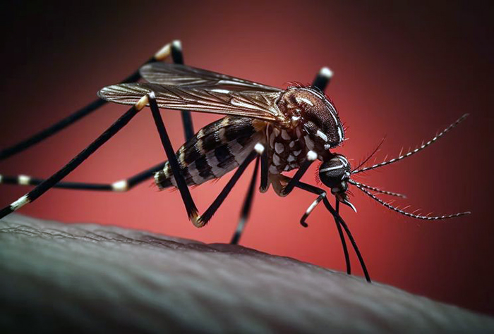 Brote de chikungunya en Jujuy: confirman en primer caso del virus Brote de chikungunya en Jujuy: confirman en primer caso del virus