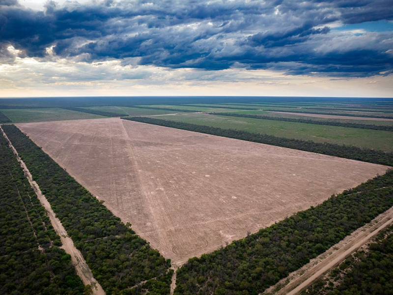 La Justicia Federal hizo lugar a una cautelar y suspendió por tres meses los desmontes en el Chaco La Justicia Federal hizo lugar a una cautelar y suspendió por tres meses los desmontes en el Chaco