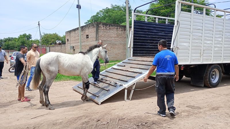 Tracción a sangre cero: un equino participó de un siniestro vial y su dueño fue detenido Tracción a sangre cero: un equino participó de un siniestro vial y su dueño fue detenido