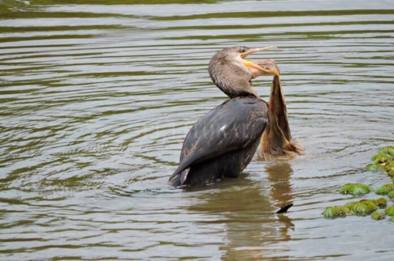 Investigación en la principal cuenca de la región: “Del total de contaminación en el río Paraná, el 70% corresponde a plásticos” Investigación en la principal cuenca de la región: “Del total de contaminación en el río Paraná, el 70% corresponde a plásticos”