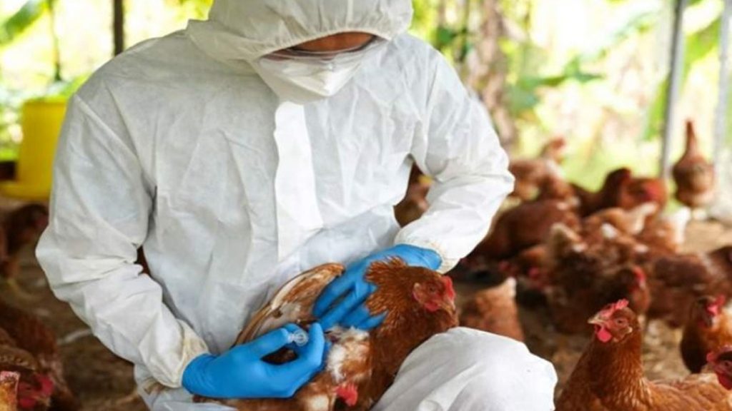Paraguay emitió alerta sanitaria por gripe aviar en la región chaqueña de Tres Isletas