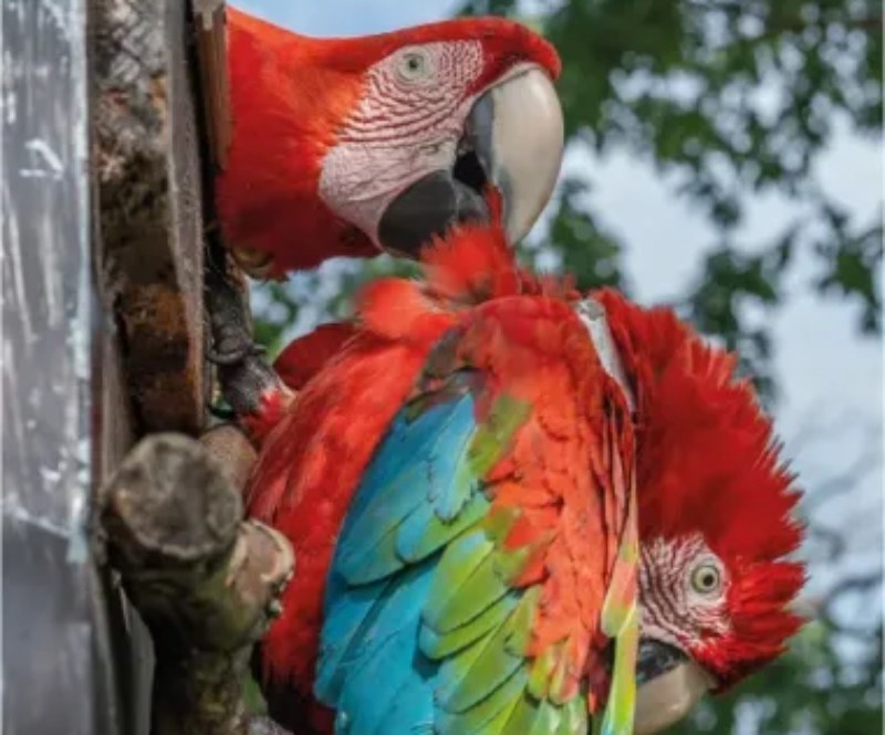 Nacieron tres pichones de guacamayos en el Iberá: Tupá, Arawi y Copán Nacieron tres pichones de guacamayos en el Iberá: Tupá, Arawi y Copán