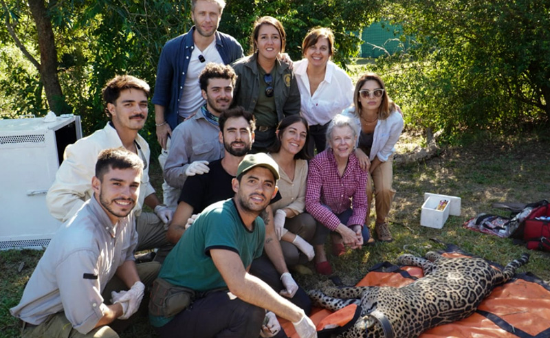 Operativo de captura y translocación de un nuevo yaguareté desde Iberá al Parque Nacional El Impenetrable Operativo de captura y translocación de un nuevo yaguareté desde Iberá al Parque Nacional El Impenetrable