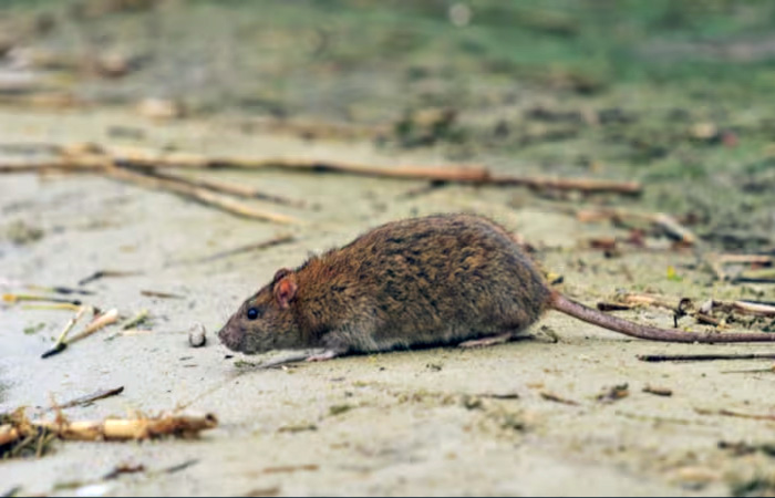 Alerta en Salta por 12 casos de hantavirus y cinco muertes Alerta en Salta por 12 casos de hantavirus y cinco muertes