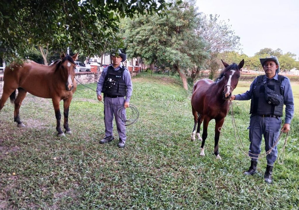 Tras reclamos de vecinos, secuestran tres caballos sueltos en operativo de prevención