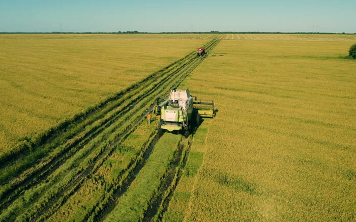 Entre Ríos perdería el 17% de los productores de arroz que quedaron en la actividad Entre Ríos perdería el 17% de los productores de arroz que quedaron en la actividad