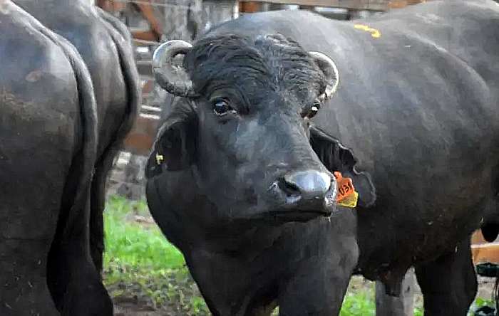 Un macho campeón se vendió por .000.000 en la XXV Expo Búfalo de Corrientes Un macho campeón se vendió por .000.000 en la XXV Expo Búfalo de Corrientes