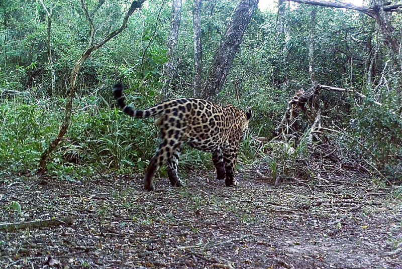 Se registró en el Parque Nacional Río Pilcomayo un nuevo yaguareté para la región chaqueña Se registró en el Parque Nacional Río Pilcomayo un nuevo yaguareté para la región chaqueña