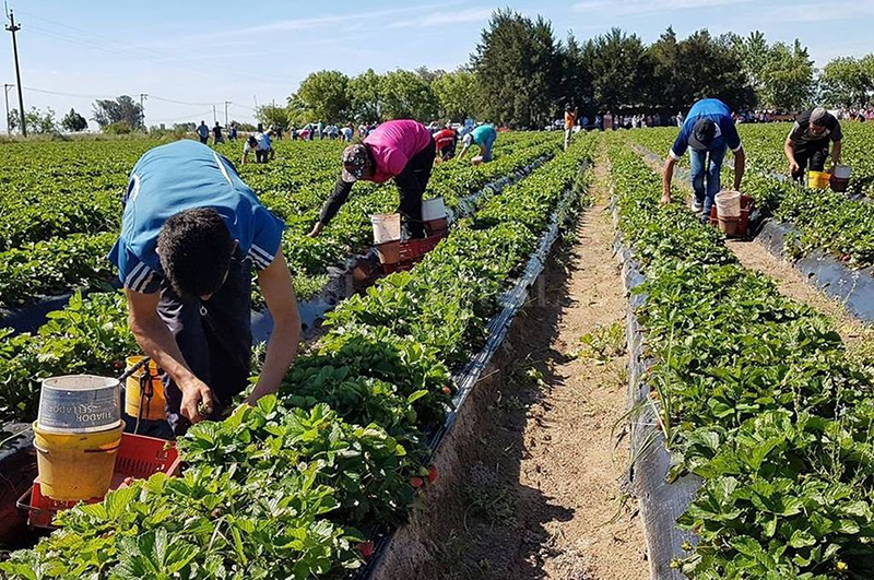 Anses actualizó el SUAF para trabajadores rurales: asignación por hijo asciende a 6.666 Anses actualizó el SUAF para trabajadores rurales: asignación por hijo asciende a 6.666