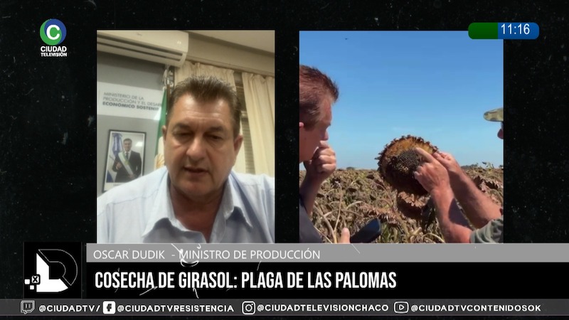 Producción advierte por pérdidas en girasol y reúne a organismos para definir estrategias: “No hay una solución en lo inmediato” Producción advierte por pérdidas en girasol y reúne a organismos para definir estrategias: “No hay una solución en lo inmediato”