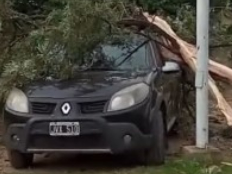 Un rayo derribó un árbol que cayó sobre varios vehículos en el Hospital Pediátrico Un rayo derribó un árbol que cayó sobre varios vehículos en el Hospital Pediátrico