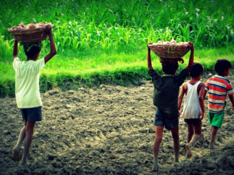 La ONU alertó que 138 millones de niños trabajan en el mundo y el 60% lo hace en el campo La ONU alertó que 138 millones de niños trabajan en el mundo y el 60% lo hace en el campo