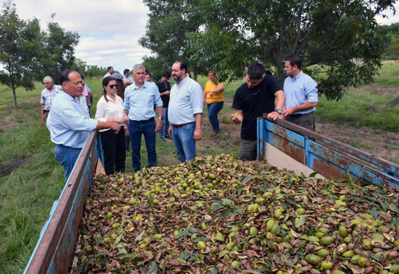 Corrientes suma destinos para la nuez pecan en Emiratos Árabes, Europa y China Corrientes suma destinos para la nuez pecan en Emiratos Árabes, Europa y China