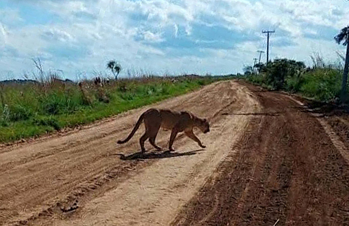 Fotografiaron al puma que deambula por zonas de la Isla Apipé Grande en Corrientes Fotografiaron al puma que deambula por zonas de la Isla Apipé Grande en Corrientes