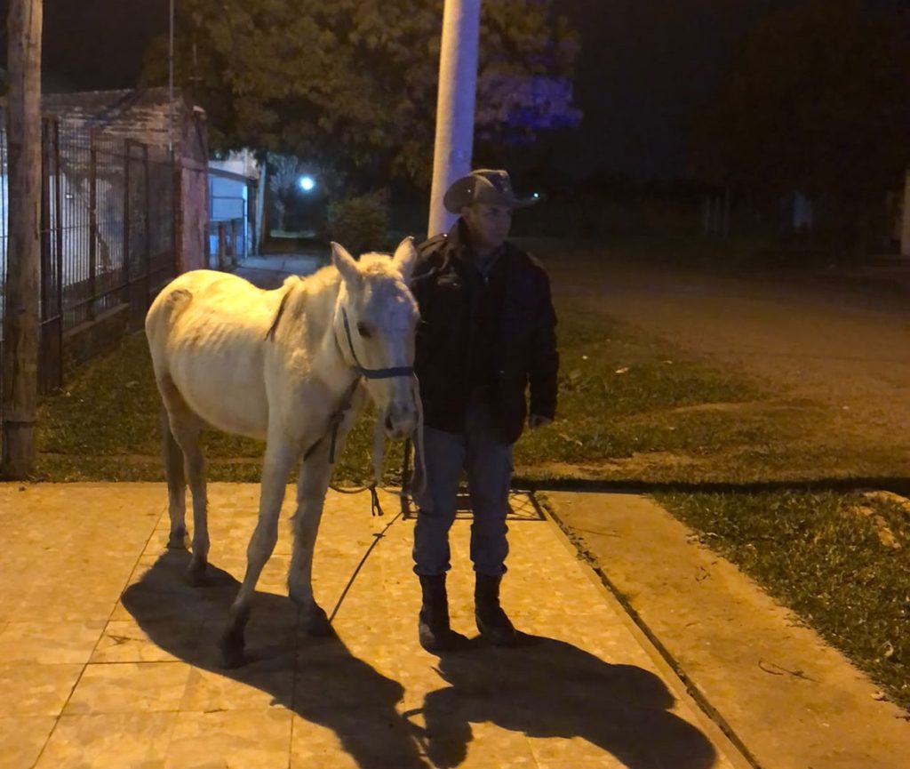 Intentó robar en una casa, sonó la alarma y en su huida dejó olvidado su caballo