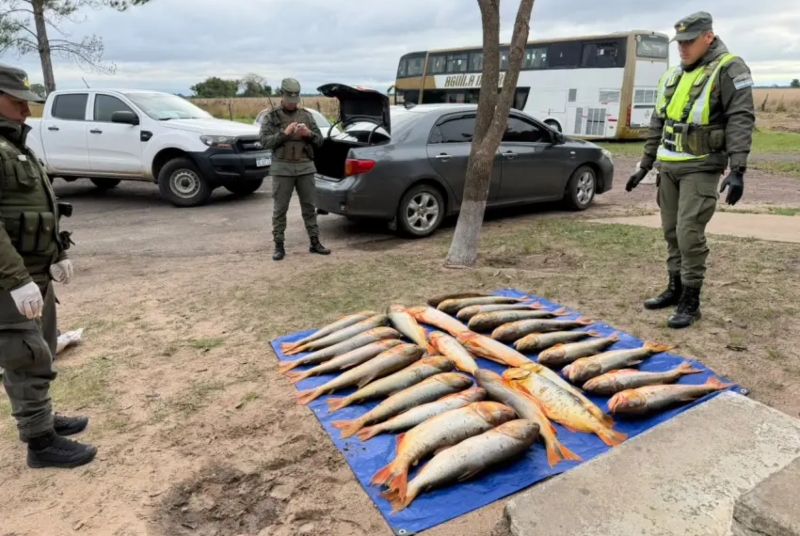 Corrientes: circulaban con más de 200 kilos de dorados transportados en un auto Corrientes: circulaban con más de 200 kilos de dorados transportados en un auto