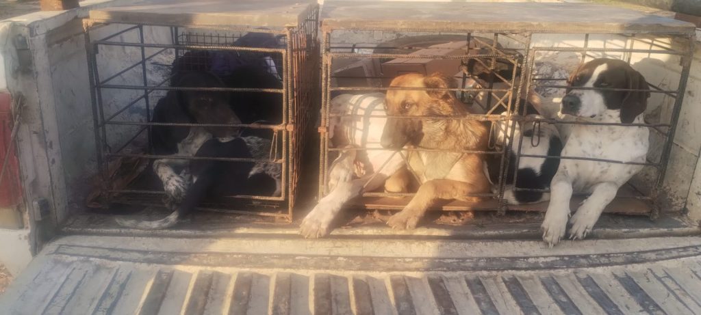 Villa Berthet: secuestraron carne de animales silvestres y elementos de caza furtiva