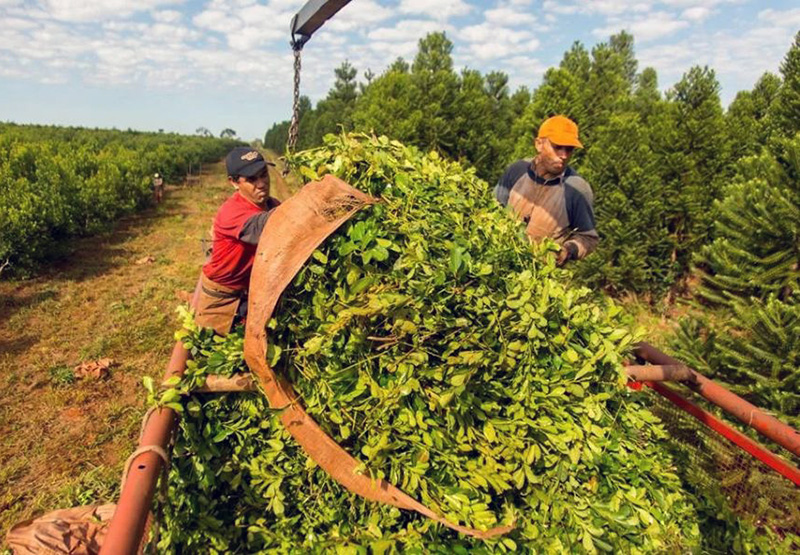 Las ventas de yerba mate superaron los 163 millones de kilos durante el primer semestre Las ventas de yerba mate superaron los 163 millones de kilos durante el primer semestre