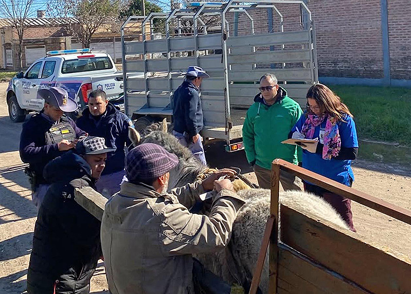 El Municipio capitalino continúa retirando caballos sueltos de la vía pública El Municipio capitalino continúa retirando caballos sueltos de la vía pública