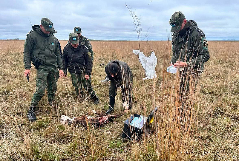 Temor en Corrientes: investigan la muerte de animales con mutilaciones Temor en Corrientes: investigan la muerte de animales con mutilaciones
