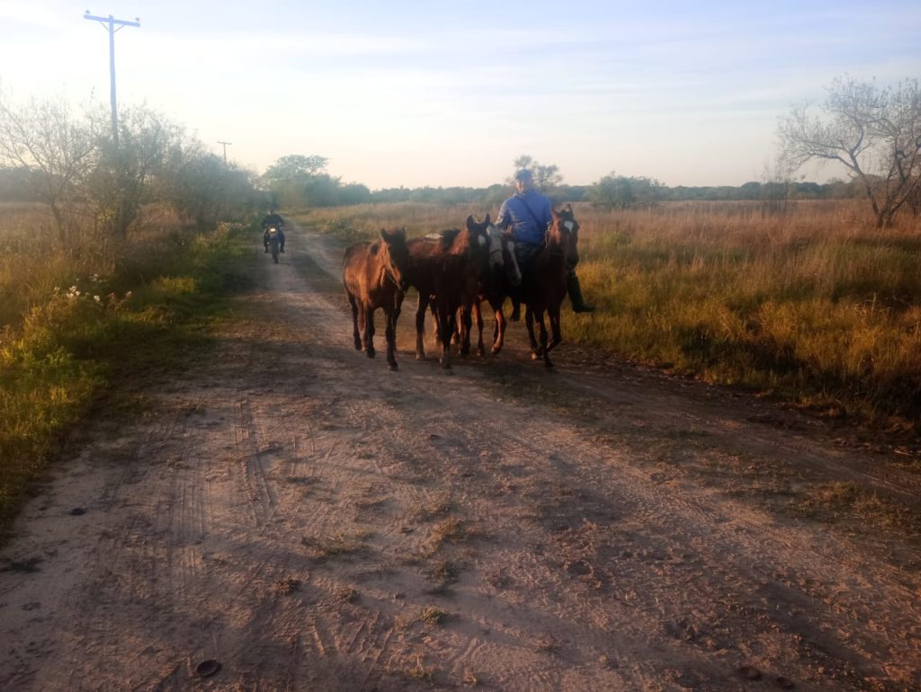 La Leonesa: hallaron siete caballos que estaban siendo robados tras seguir sus rastros hasta el Río Paraguay