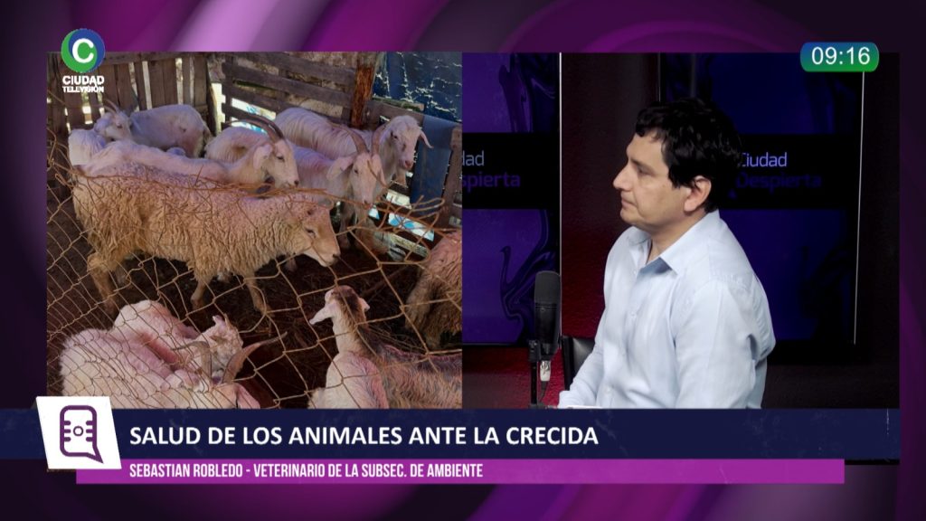 Crecida de los ríos en Chaco: advierten por el desplazamiento de fauna silvestre, riesgos de hacinamiento y cómo actuar ante mordeduras